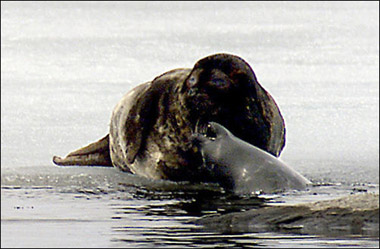 World Wildlife Fund uses Neoteric Hovercraft for conservation of Saimaa ringed seal